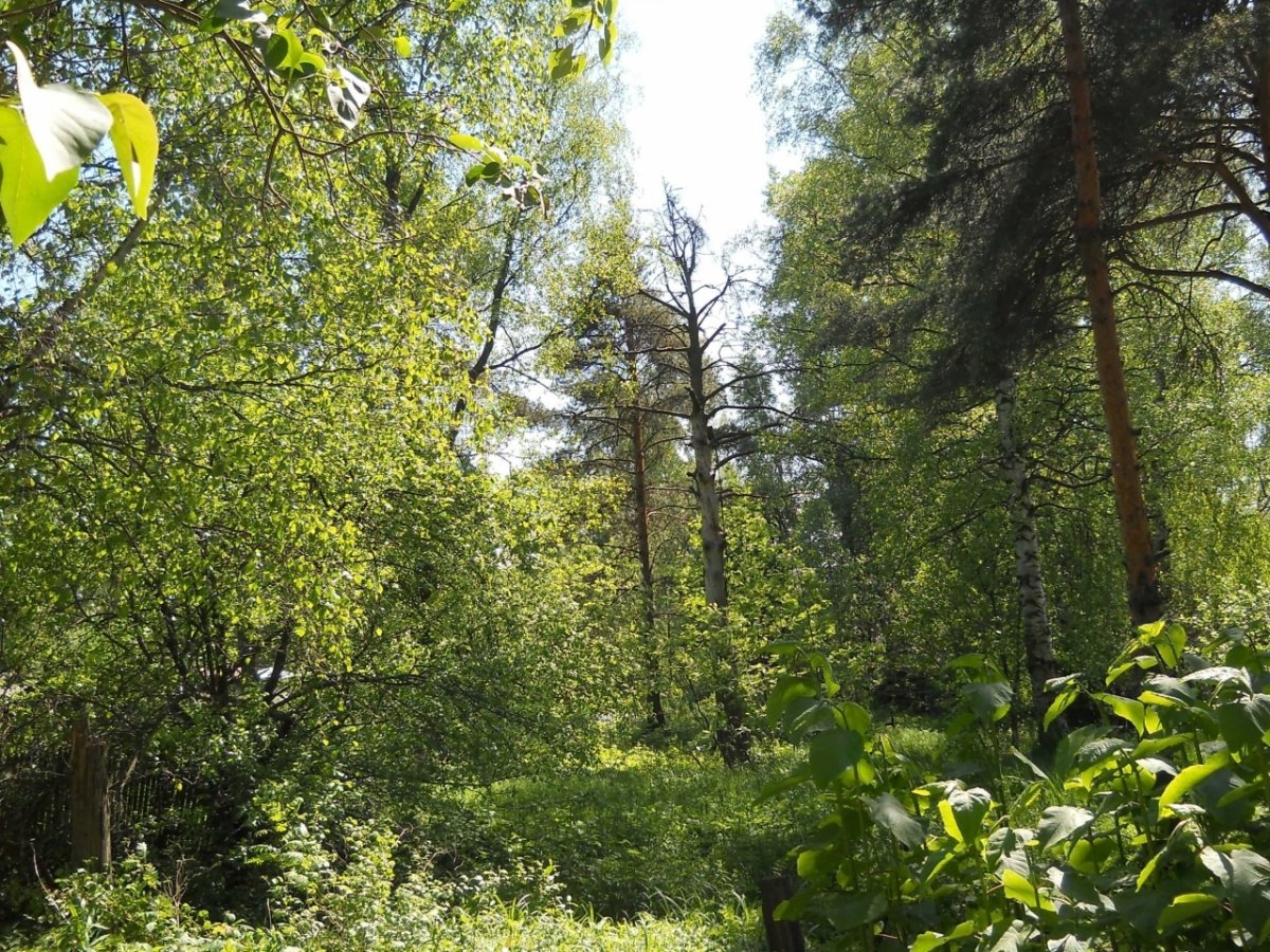 Участок В Нижних Осельках Купить