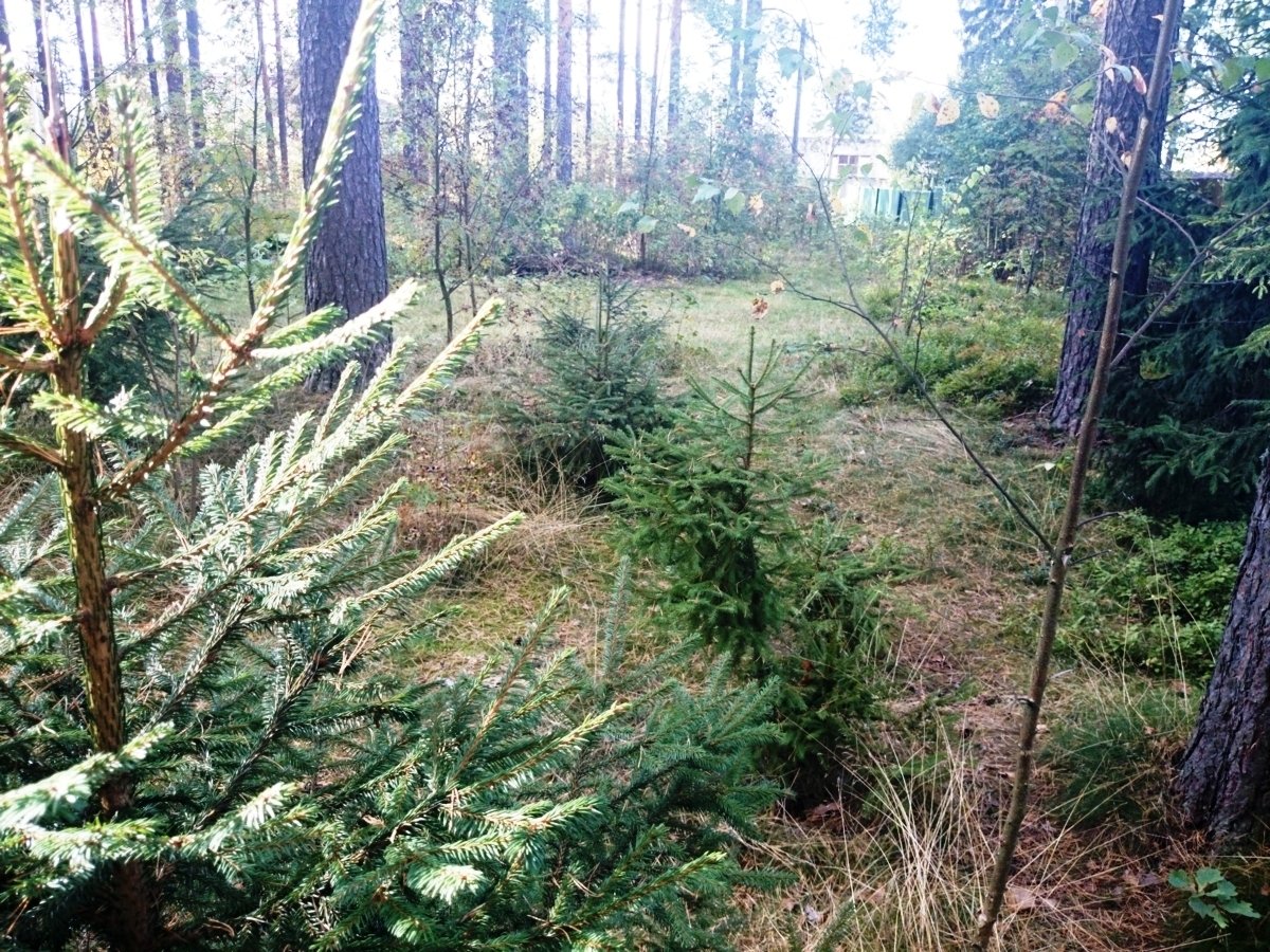 Купить Участок В Вырице